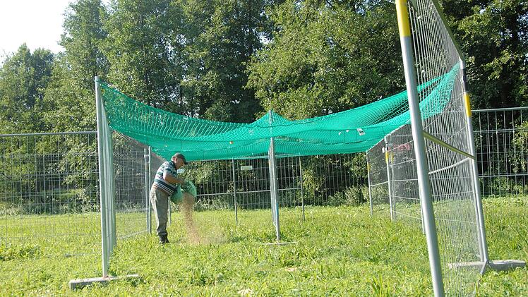 Der Versuch, die Tiere einzufangen, schlug vor fünf Jahren fehl.  Fotos: Bernhard Panzer