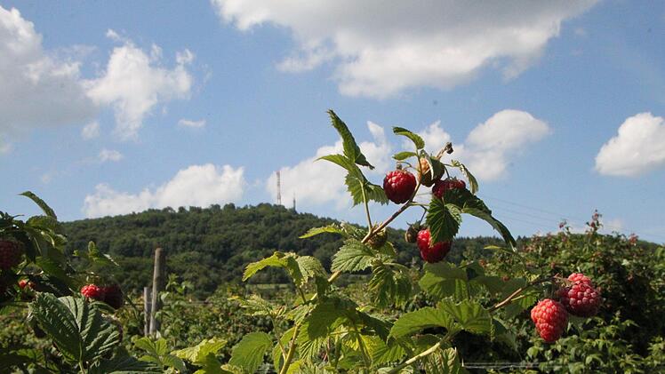 Der Obsthof Müller liegt am Fuße des Dreistelzbergs (im Hintergrund). Foto: Ulrike Müller