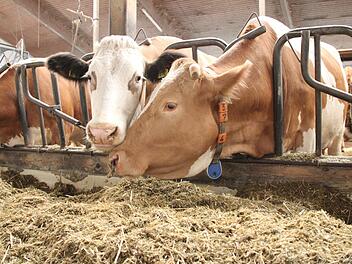 Die Kühe stehen im Stall von Landwirt Markus Galster aus Gosberg. In den ersten Tagen nach der Zeitumstellung müssen sie sich auch erst wieder umorientieren. Fotos: Franziska Rieger