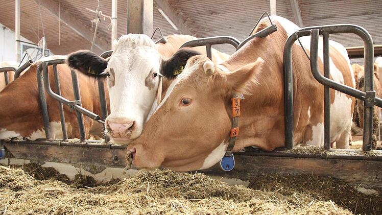 Die Kühe stehen im Stall von Landwirt Markus Galster aus Gosberg. In den ersten Tagen nach der Zeitumstellung müssen sie sich auch erst wieder umorientieren. Fotos: Franziska Rieger