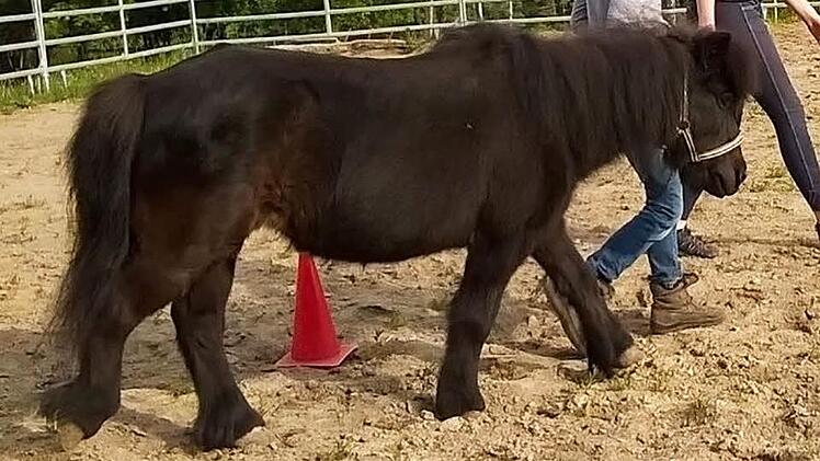 Das Pony "Blümchen" wurde am Sonntag am Kordigast tot aufgefunden. Foto: Polizei
