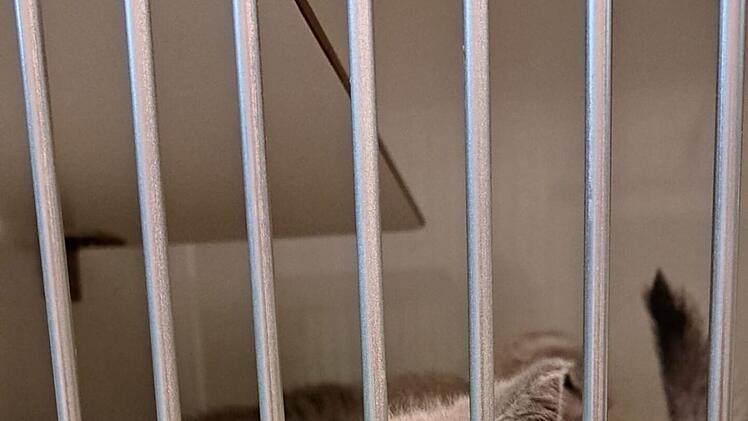 Tierheim Kulmbach ist genervt: Polizei greift 18 Katzen-Babys auf -  "mit Anfragen überschüttet"