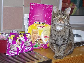 Tierheim Kronach bittet um Futterspenden