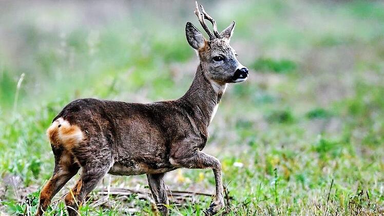 Förster und Jäger werben für Wildbret als gesundes Lebensmittel, das garantiert "bio" auf den Tisch kommt - zur Zeit aber wegen der in der Coronakreise geschlossenen Restaurants schwer zu vermarkten ist. Foto: CT-Archiv