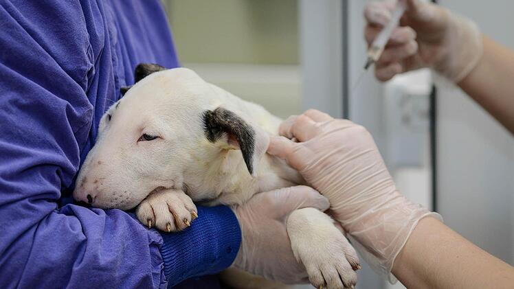 Ein Bullterrier-Welpe, der aus einem Tiertransporter gerettet wurde, bekommt am 04.03.2014 in einem Tierheim in Nürnberg (Bayern) eine Aufbauspritze. Zollbeamte haben in Nürnberg einen Welpentransport aus Osteuropa überprüft und 77 Tiere sichergestellt. Foto: David Ebener/dpa