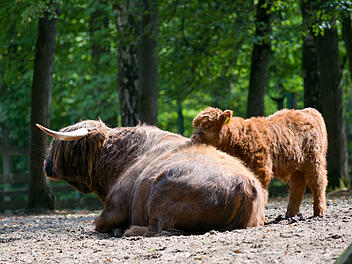 Hochlandrind-Mutter mit Kalb im Wildpark Schweinfurt &ndash; kostenlose Tierbeobachtung in Franken