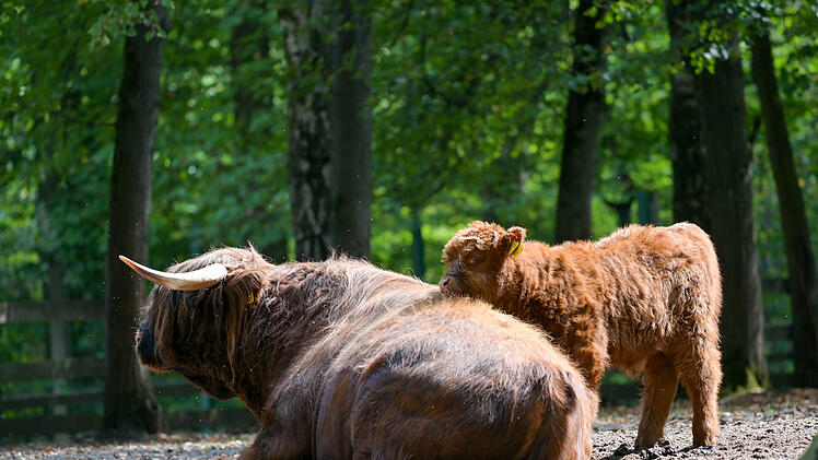 Hochlandrind-Mutter mit Kalb im Wildpark Schweinfurt &ndash; kostenlose Tierbeobachtung in Franken