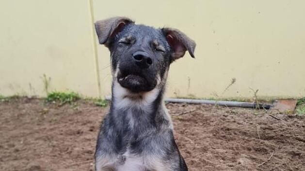 Tierheim N&uuml;rnberg: "Keiner will den kleinen Hund Tango"