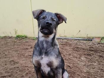 Tierheim Nürnberg: "Keiner will den kleinen Hund Tango"