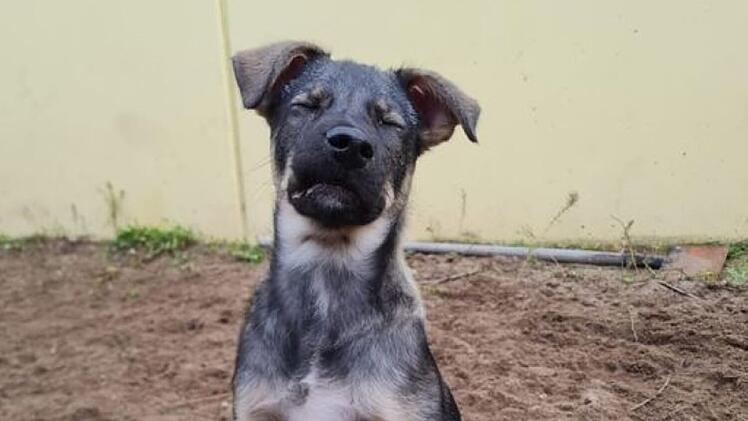 Tierheim Nürnberg: "Keiner will den kleinen Hund Tango"