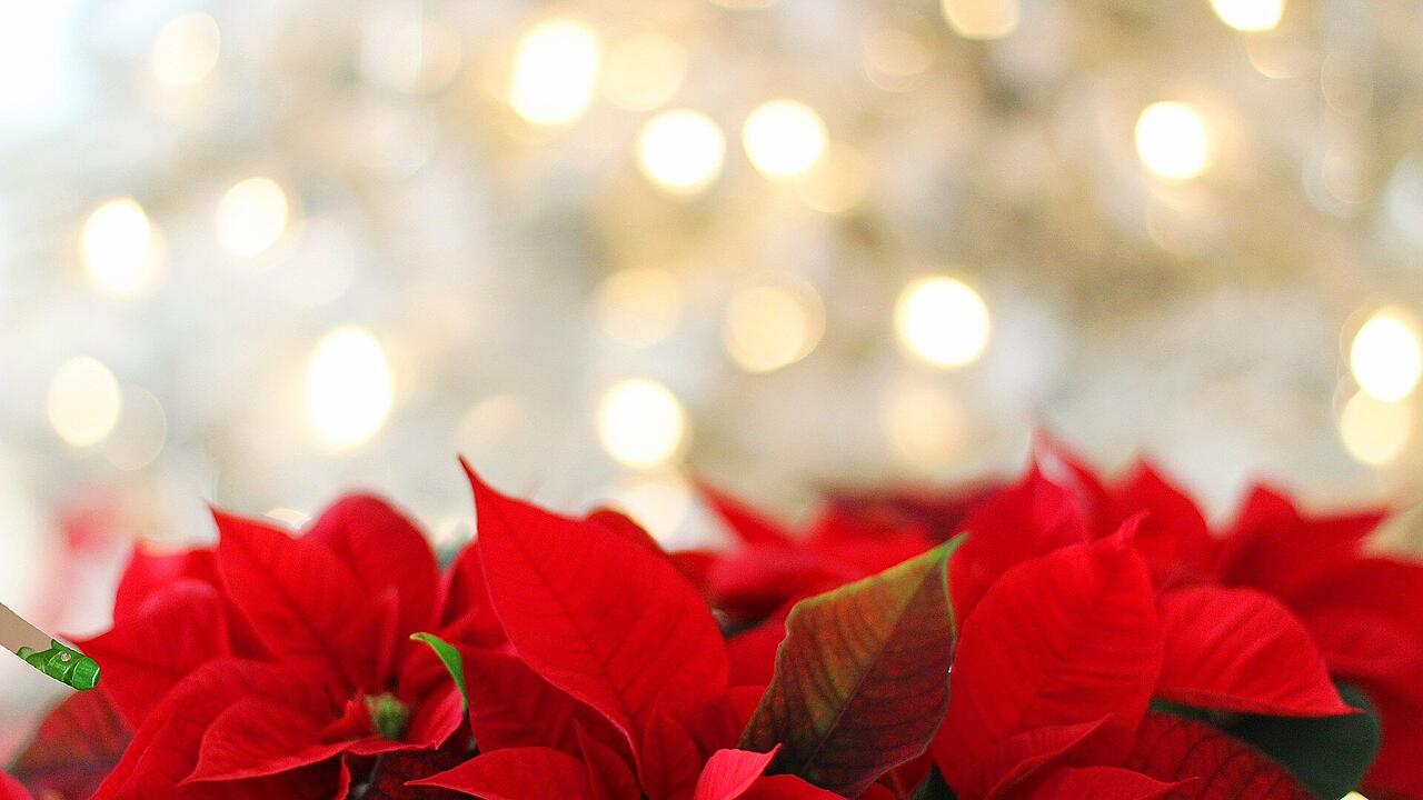 Giftiger Weihnachtsstern? - Warum die Pflanze fr Kinder und Haustiere  gefhrlich werden kann