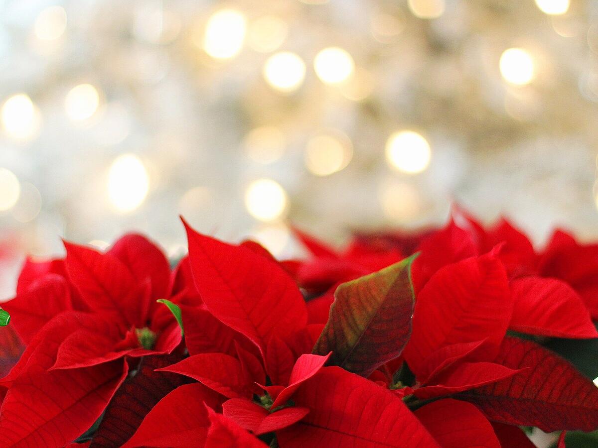 Giftiger Weihnachtsstern? - Warum die Pflanze fr Kinder und Haustiere  gefhrlich werden kann