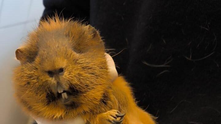 Tierheim Nürnberg: "Zehn Minuten später war sie tot"