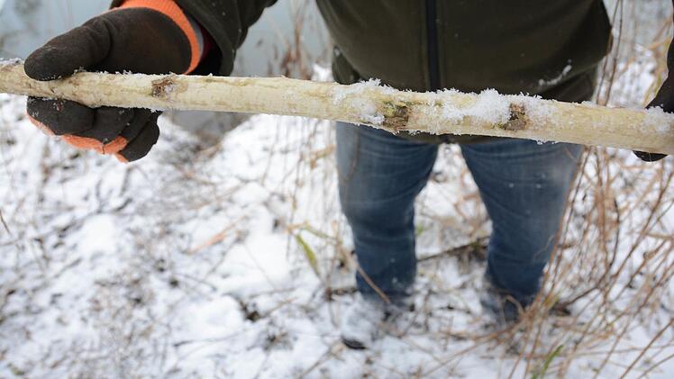 Auf Biber-Spurensuche am Weißen Main bei Burghaig. Foto: Dagmar Besand