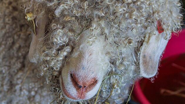 Kaum eine Angoraziege erreicht ihre eigentliche Lebenserwartung von zehn Jahren.