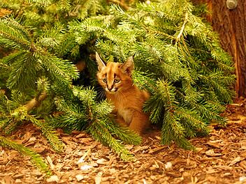 Karakal-Nachwuchs im Zoo Dresden