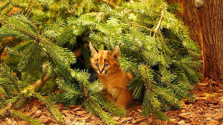 Karakal-Nachwuchs im Zoo Dresden
