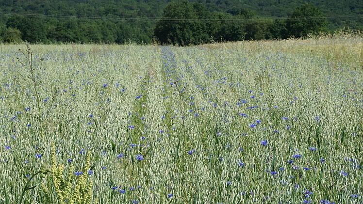 Ackerwildkräuter sind eine Zierde der Landschaft. Die Rhön hat einen  unschätzbaren Genpol, den es zu erhalten gilt. Marion Eckert