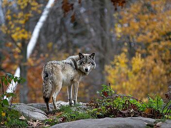 Ein Wolf wurde bei Bad Windsheim entdeckt. Es ist der Erste im Landkreis Neustadt an der Aisch/Bad Windsheim.