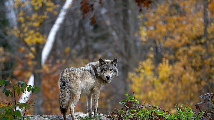 Ein Wolf wurde bei Bad Windsheim entdeckt. Es ist der Erste im Landkreis Neustadt an der Aisch/Bad Windsheim.