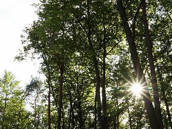 Lichtblick: Der städtische Forstbetrieb verzeichnet ein positives Ergebnis. Foto: Archiv/ Arkadius Guzy