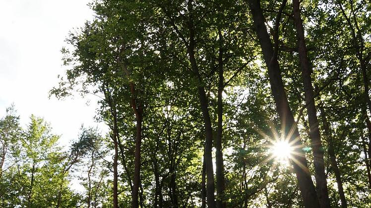 Lichtblick: Der städtische Forstbetrieb verzeichnet ein positives Ergebnis. Foto: Archiv/ Arkadius Guzy