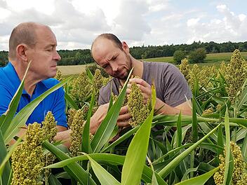 Klaus und Christoph Schneider begutachten die Entwicklung der Hirse. Die Pflanze erinnert an den Mais, wird aber nicht so hoch. Foto: Brigitte Krause