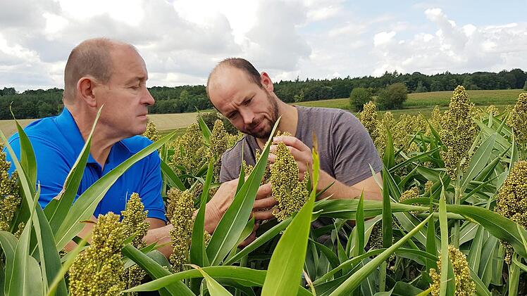 Klaus und Christoph Schneider begutachten die Entwicklung der Hirse. Die Pflanze erinnert an den Mais, wird aber nicht so hoch. Foto: Brigitte Krause