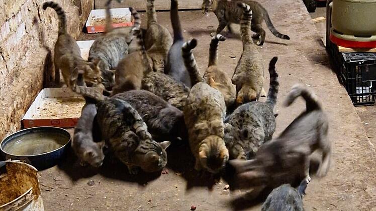 Katzenhilfe Würzburg sendet Hilferuf: "Uns geht der Ar… auf Grundeis"