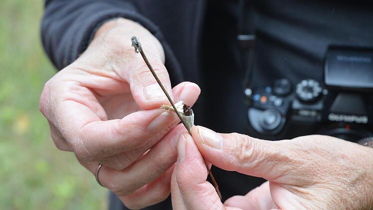 Petra Altrichter zeigt einen kleinen Schmetterlingskokon.