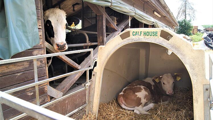 Das Kälbchen versteckt sich vor der prallen Sonne im schattigen Häuschen.