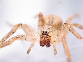 Experten best&auml;tigen: Grusel-Spinne erobert letztes Bundesland