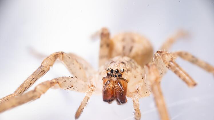 Experten best&auml;tigen: Grusel-Spinne erobert letztes Bundesland