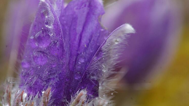 Die Blüte einer Küchenschelle öffnet sich.Foto: Arkadius Guzy