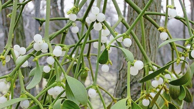 Ein weißbeeriger Mistelzweig (Viscum album)   Foto: Alexander Grahl