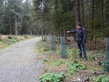 Projektmanager Marco Kunz zeigt bei Marienroth den neu gebauten Rückeweg und eine Tannenpflanzung mit Wuchshilfen. Foto: Karl-Heinz Hofmann