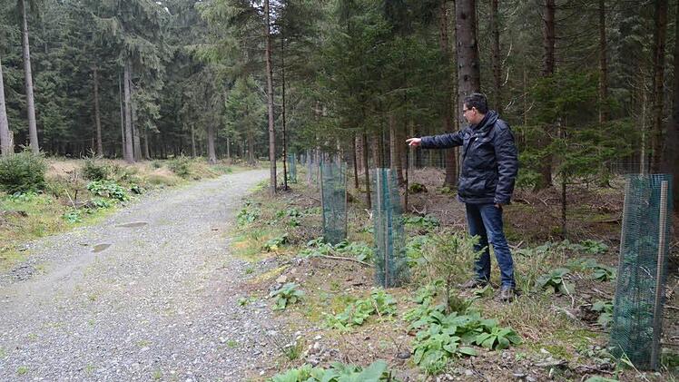 Projektmanager Marco Kunz zeigt bei Marienroth den neu gebauten Rückeweg und eine Tannenpflanzung mit Wuchshilfen. Foto: Karl-Heinz Hofmann