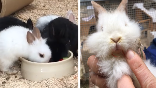 Tierheim Bamberg mit Hilferuf - "voll belegt und die Vorräte schwinden rapide"