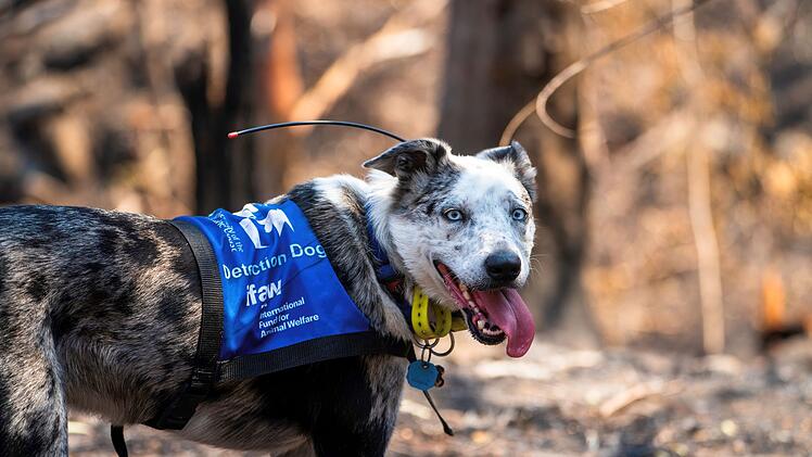 Koala-Sp&uuml;rhund Bear
