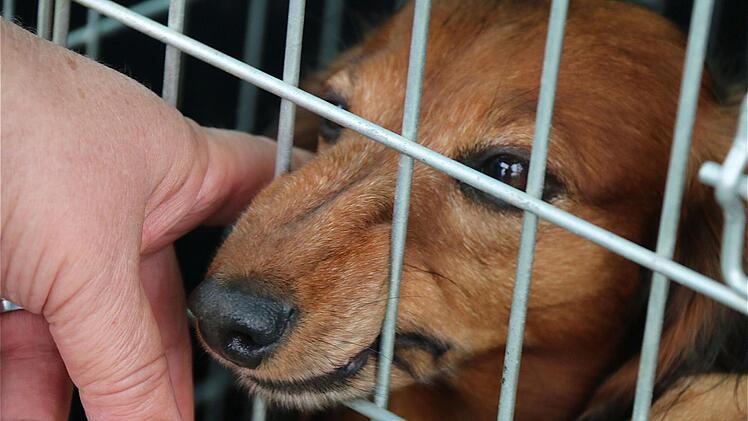 Der Trend geht zum kleinen Hund, also oftmals zum Dackel.