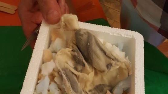 In einem solchen Styroporkästchen kommen die Egel an. Sie sind ausgehungert und stecken in kleinen Baumwolltäschchen. Susanne Will