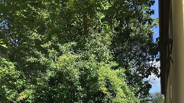 Zugang zum Trabelsdorfer Schlosspark vom Ortskern ausFoto: Schreiber