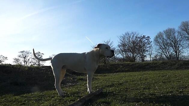 Hund "Hans Dampf" brauchte dringend ein neues Zuhause. Sonst h&auml;tte ihm vermutlich die Todesspritze gedroht. Bei Gerd Schuster findet er nun eine neue Heimat. Foto: NEWS5/Pieknik