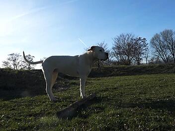 Hund "Hans Dampf" brauchte dringend ein neues Zuhause. Sonst hätte ihm vermutlich die Todesspritze gedroht. Bei Gerd Schuster findet er nun eine neue Heimat. Foto: NEWS5/Pieknik