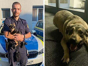 Polizei rettet umherirrende Hunde Polizei rettet umherirrende Hunde
