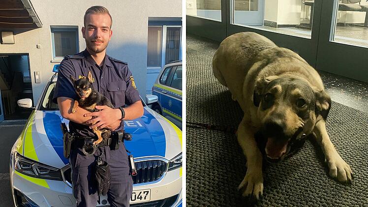 Polizei rettet umherirrende Hunde