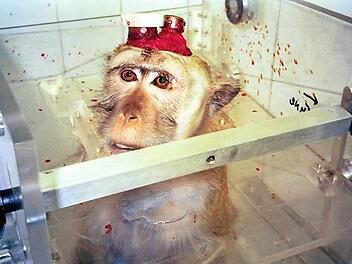 Versuche an Affen wie auf diesem Bild finden zwar nicht in Erlangen statt, werden aber beispielsweise nach wie vor in Tübingen und Bremen vorgenommen.  Foto: AESOP Projekt
