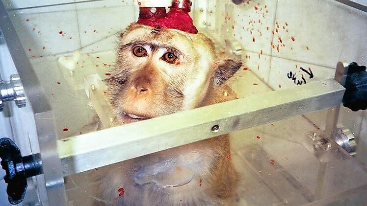 Versuche an Affen wie auf diesem Bild finden zwar nicht in Erlangen statt, werden aber beispielsweise nach wie vor in Tübingen und Bremen vorgenommen.  Foto: AESOP Projekt