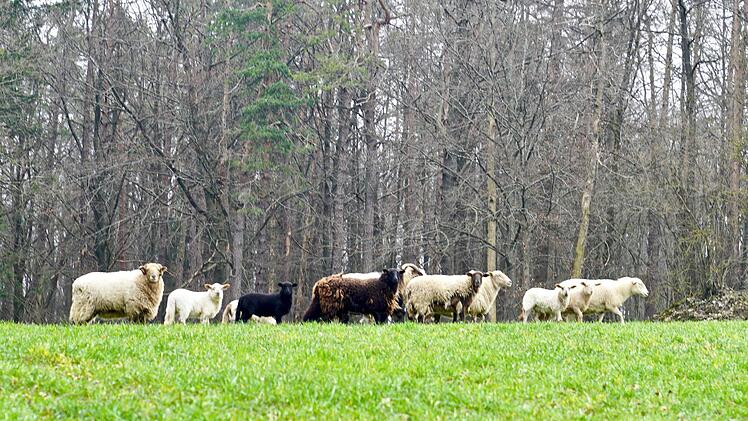 Gras ist ein Leckerbissen. Foto: Adriane Lochner