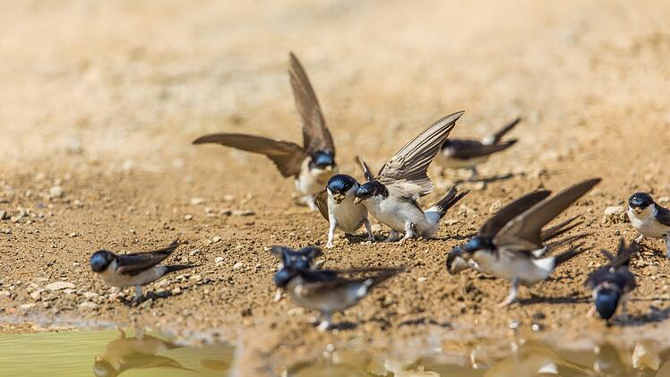 Landkreis Coburg: F&uuml;r Schwalbennester - Naturschutzverband bittet, Lehmpf&uuml;tzen anzulegen
